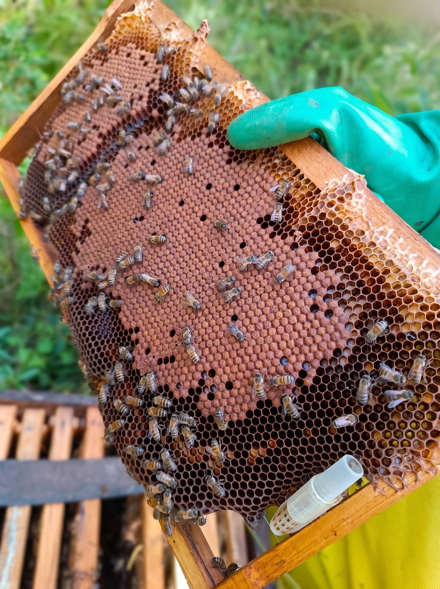 Mel Puro da Serra Gaúcha 250g | O Sabor Verdadeiro da Natureza
