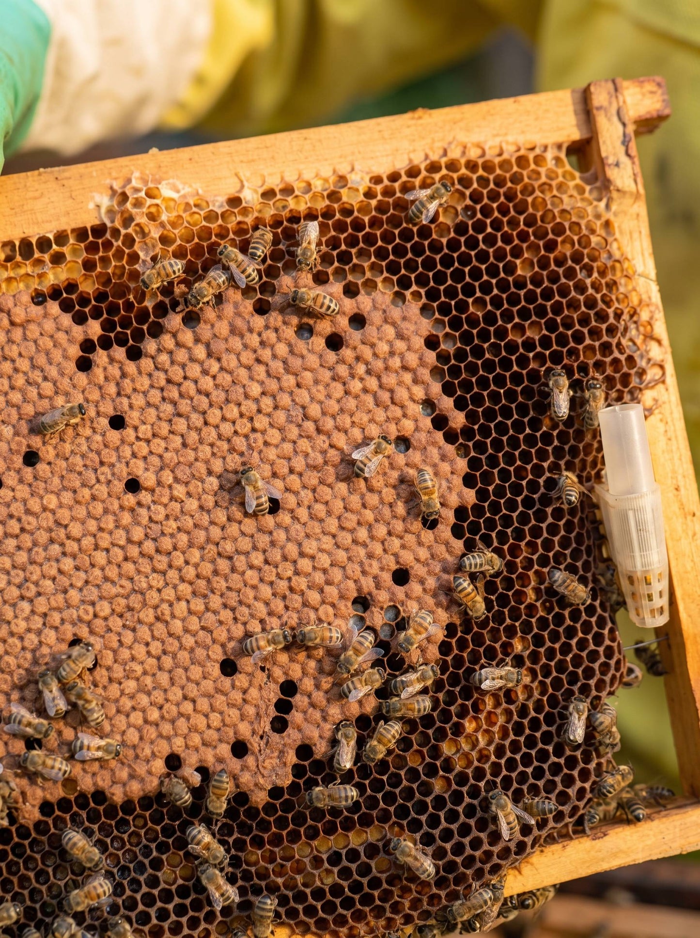 Mel Puro da Serra Gaúcha 250g | O Sabor Verdadeiro da Natureza